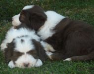 Miles lying on his broither